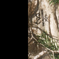 Black / Realtree Xtra